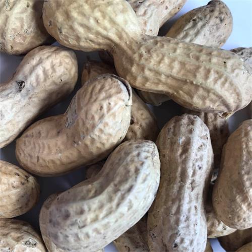 Chinese inshell peanut 1/2-11/13