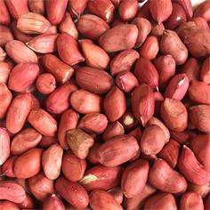 Cacah.Mondado Chino 60/70 Rojo