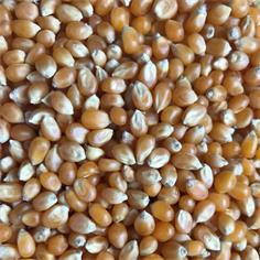 Maiz palomitas U.S.A. GOLD