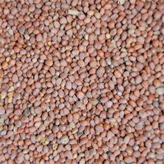 Rábano VINCI 25 Kilos