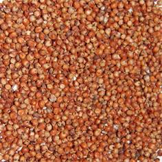 Sorgo Rojo VINCI-25 Kilos
