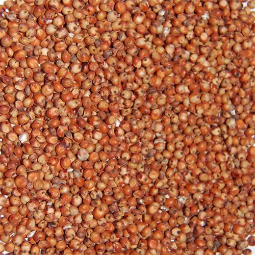 Sorgo Rojo VINCI-25 Kilos