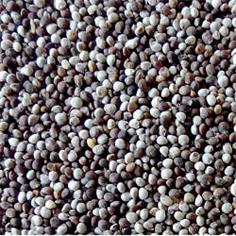 Perilla Blanca VINCI 15 Kgs