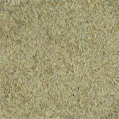 Lechuga Blanca VINCI 3 kg.